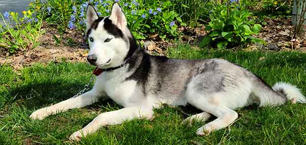 are siberian huskies supposed to be skinny