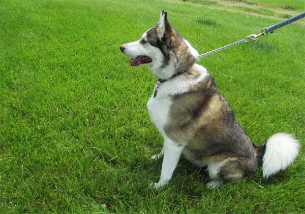 husky collie mix siberian adopted izzy adoption dogs